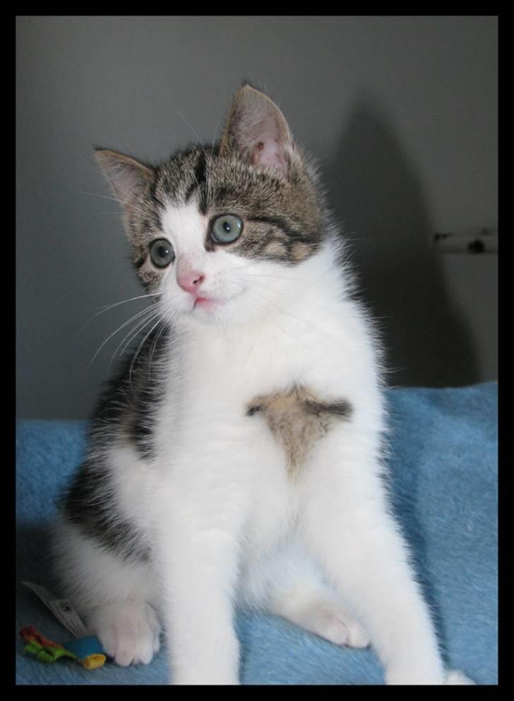 Huskat Moby - Hvad mon jeg nu kan finde på at lave til at imponere min ejer?? billede 13