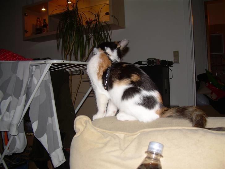 Blanding af racer Ni-hao(Main coon/huskat) billede 11