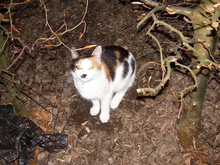 Blanding af racer Ni-hao(Main coon/huskat) billede 12