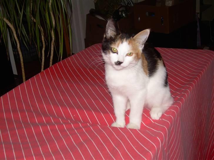 Blanding af racer Ni-hao(Main coon/huskat) - Sidder på fars størrestativ billede 13