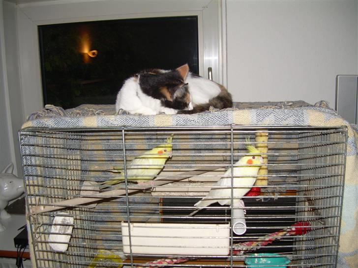 Blanding af racer Ni-hao(Main coon/huskat) - Sover ved fuglene billede 14