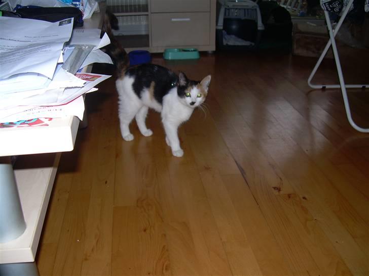 Blanding af racer Ni-hao(Main coon/huskat) - Her fangede Diana mig på stuegulvet billede 15