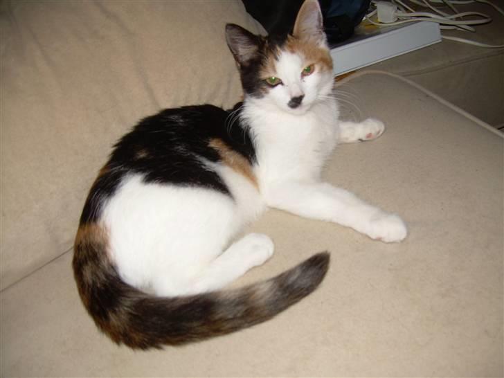 Blanding af racer Ni-hao(Main coon/huskat) - Jeg nyder at ligge og dasse den på sofaen billede 16