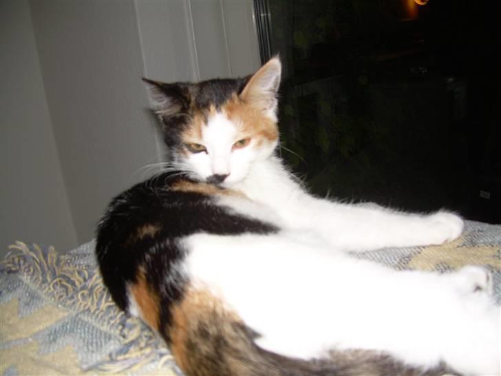 Blanding af racer Ni-hao(Main coon/huskat) - Her er et cloeseup foto billede 17