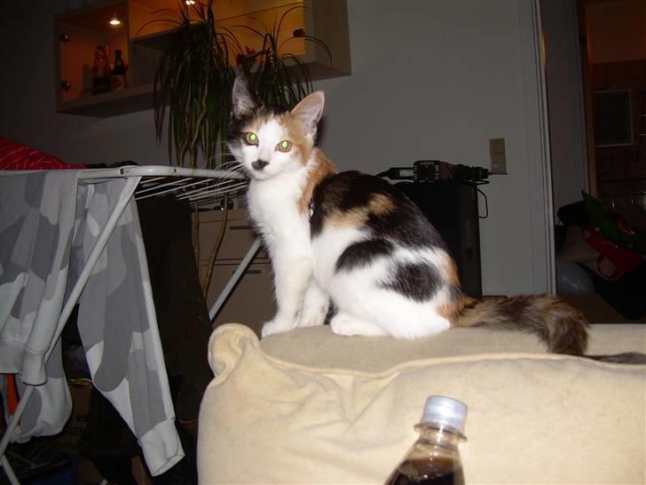 Blanding af racer Ni-hao(Main coon/huskat) - Sidder på ryglæn på sofaen billede 18