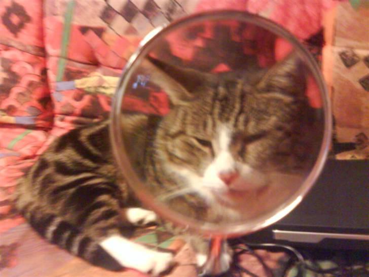 Huskat Tøffe billede 8