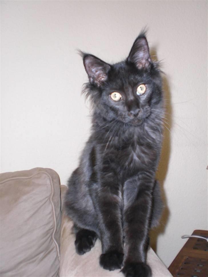 Maine Coon Toffe - jeg ser helt artig ud, - men det er en forklædning ;-) billede 4