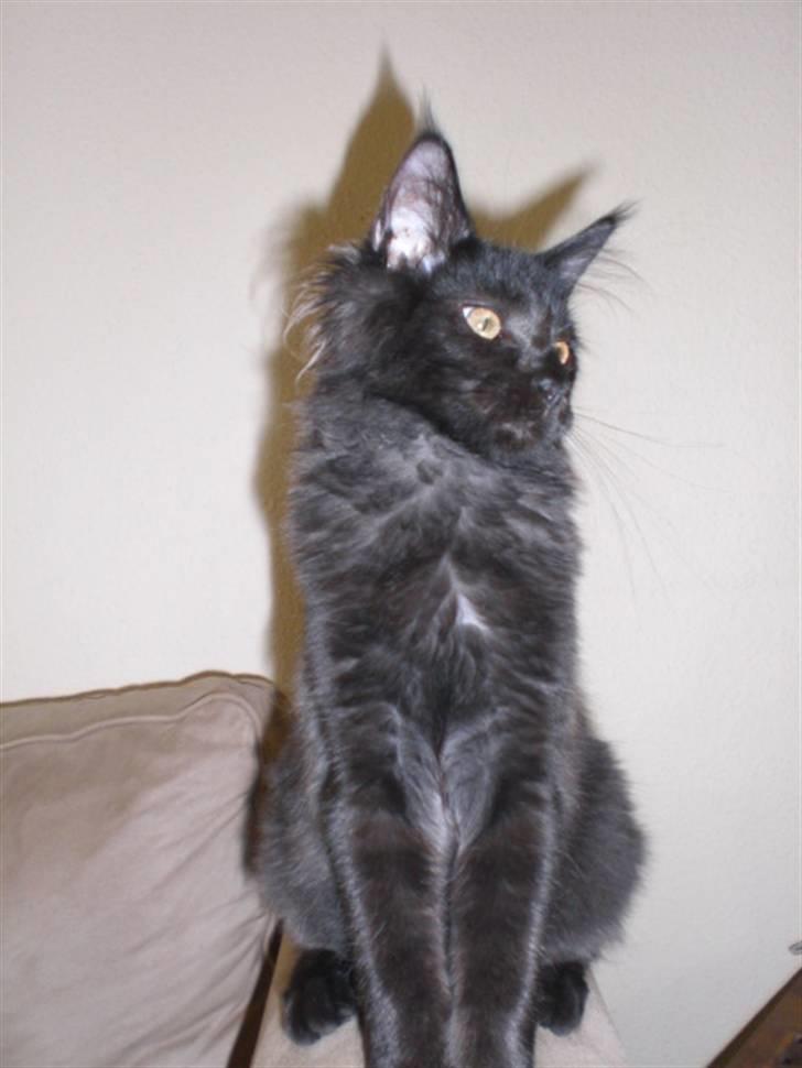 Maine Coon Toffe - Toffe er sort men der er efterhånden ved at snige sig noget gråt ind i pelsen billede 5