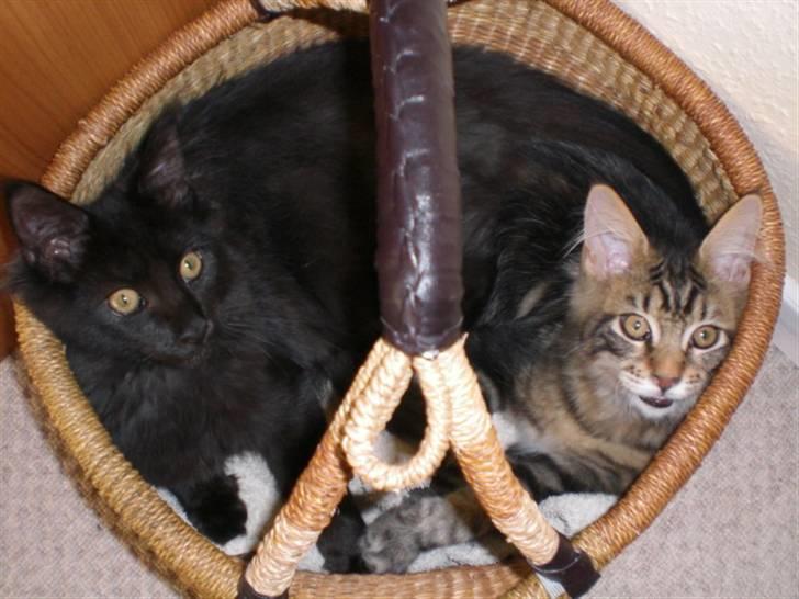 Maine Coon Toffe - Hygge med min bror billede 6