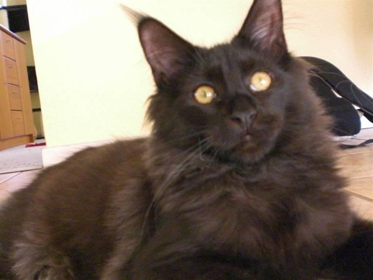 Maine Coon Toffe - Toffe 23 uger billede 7