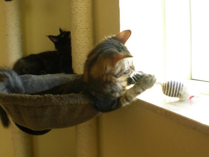 Maine Coon Tiger - Tiger elsker at ligge og lege i sin rede billede 5