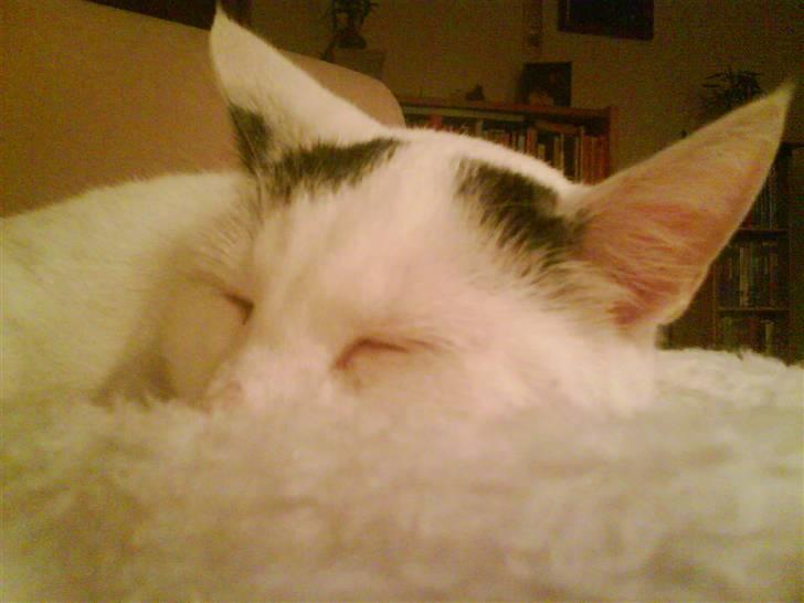 Huskat Zuma billede 17