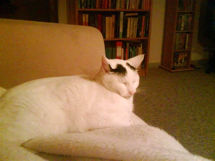 Huskat Zuma billede 18