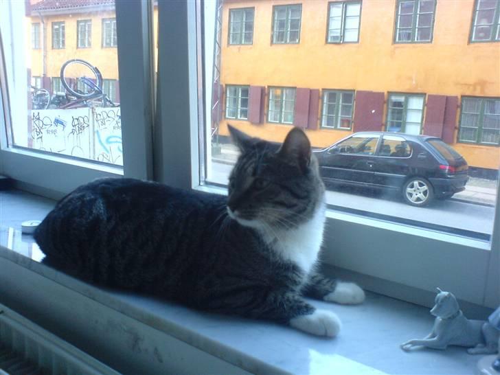 Huskat Batman billede 10