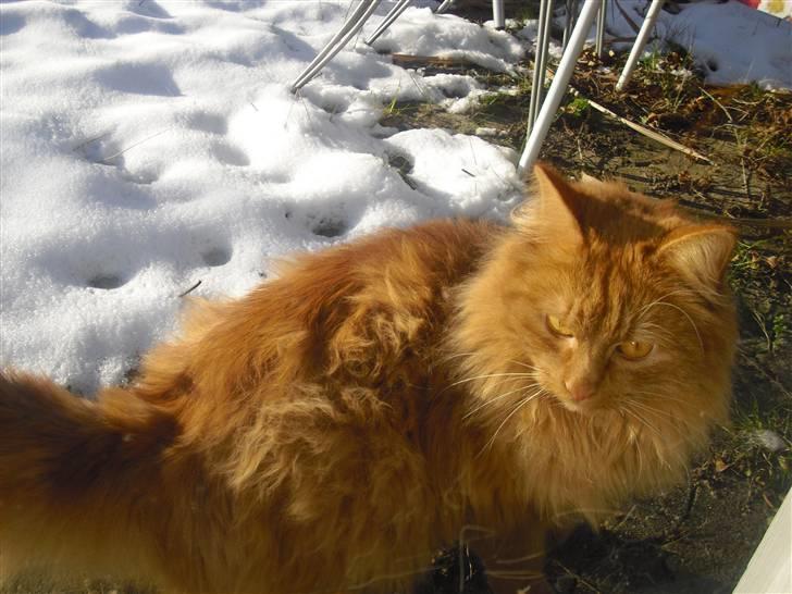 Norsk Skovkat marius - min smukke mis<33 billede 16