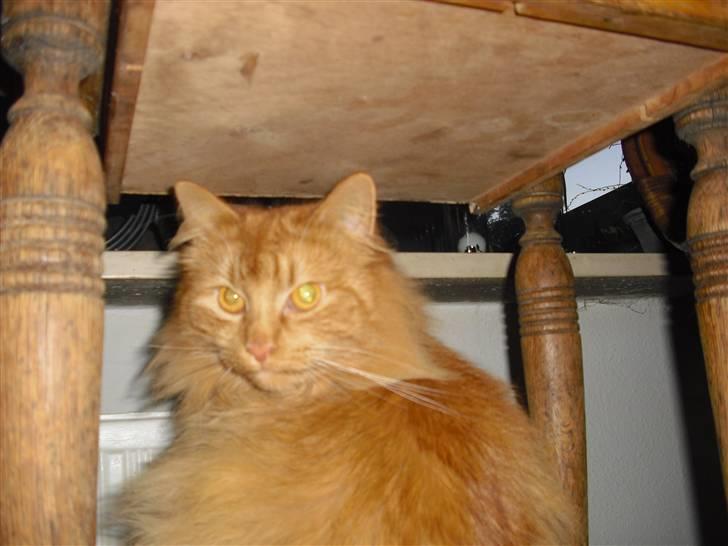 Norsk Skovkat marius - hvad laver du? tager du billeder billede 17