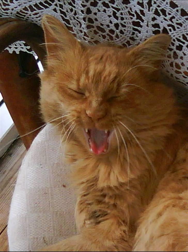 Norsk Skovkat marius - er lidt trat taget på min mobil billede 18