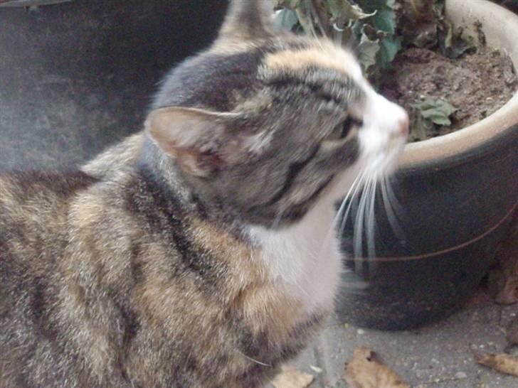 Huskat Kisser billede 3