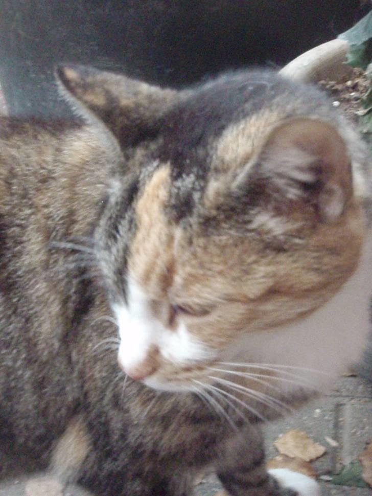 Huskat Kisser billede 4