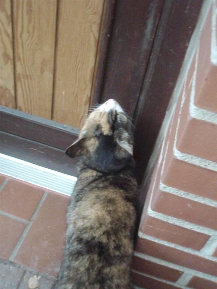 Huskat Kisser billede 7