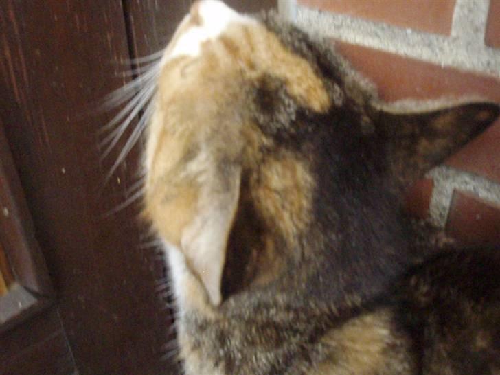 Huskat Kisser billede 8