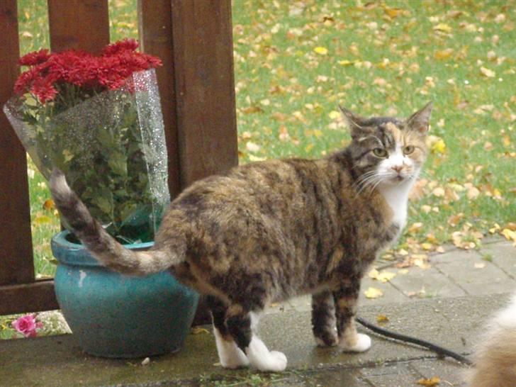 Huskat Kisser billede 9