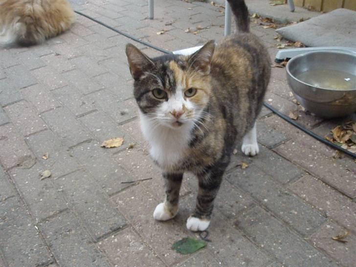 Huskat Kisser billede 11