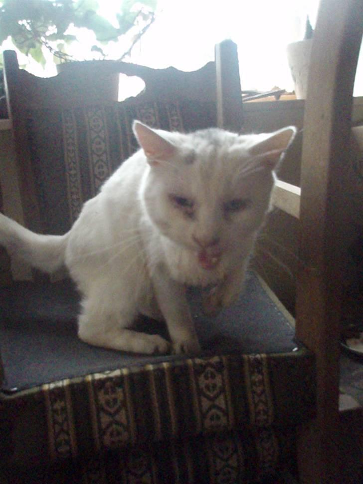 Blanding af racer Sebastian billede 1