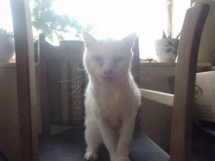 Blanding af racer Sebastian billede 2