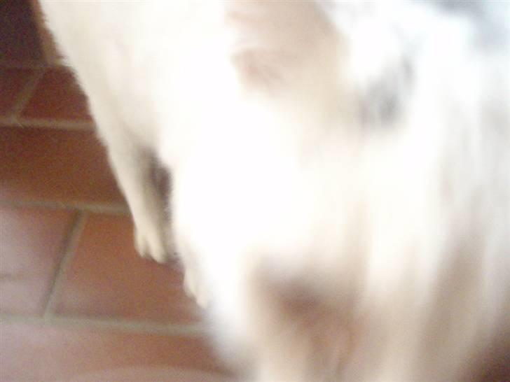 Blanding af racer Sebastian billede 3