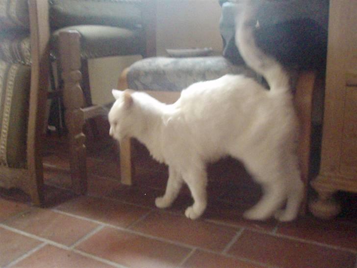 Blanding af racer Sebastian billede 4