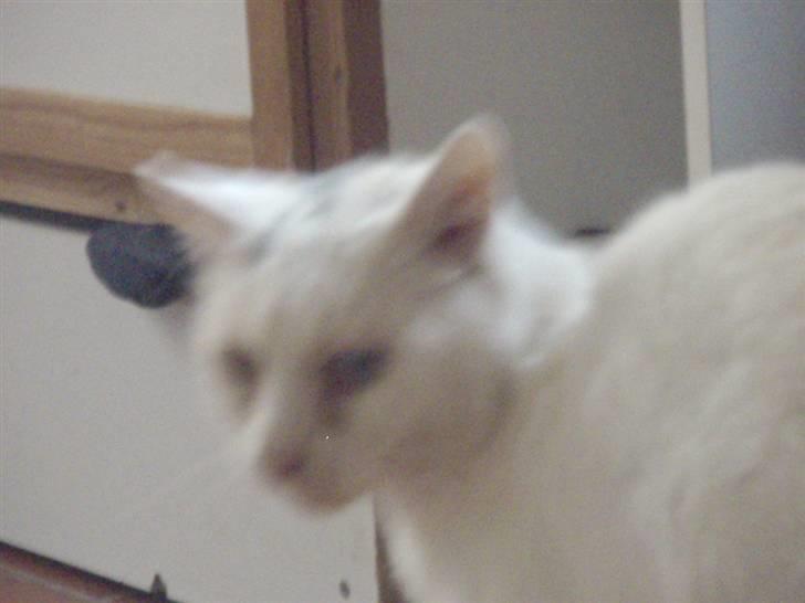 Blanding af racer Sebastian billede 5