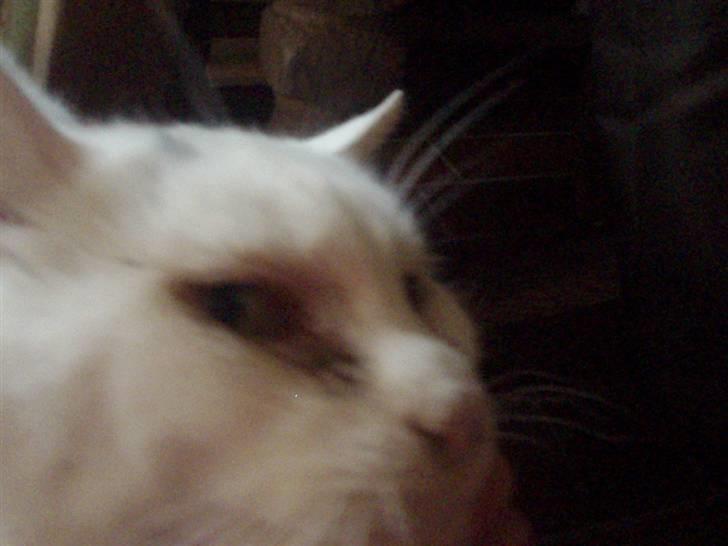 Blanding af racer Sebastian billede 6