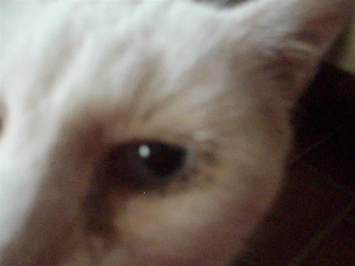 Blanding af racer Sebastian billede 7