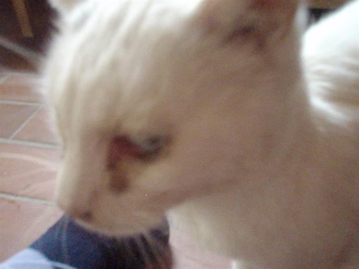 Blanding af racer Sebastian billede 8