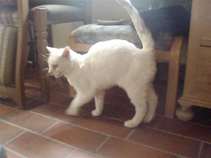 Blanding af racer Sebastian billede 9