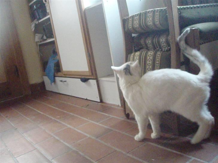 Blanding af racer Sebastian billede 10