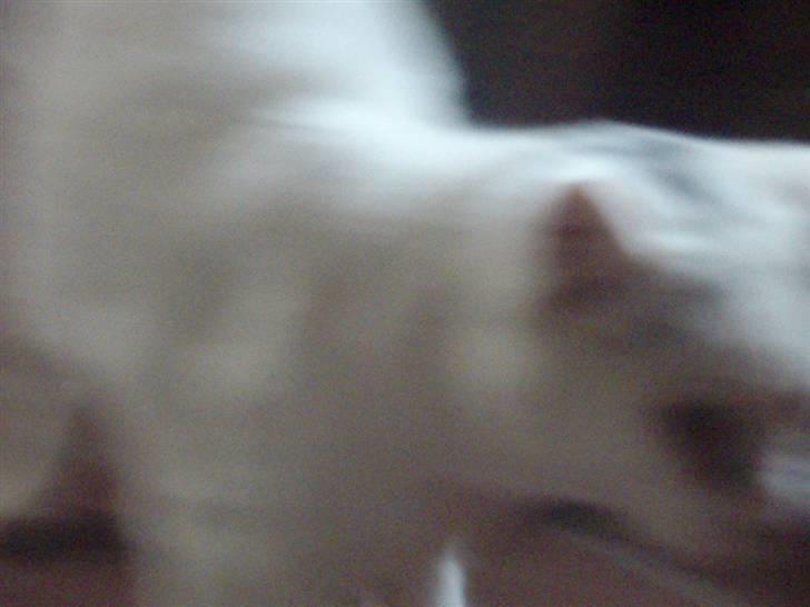 Blanding af racer Sebastian billede 11