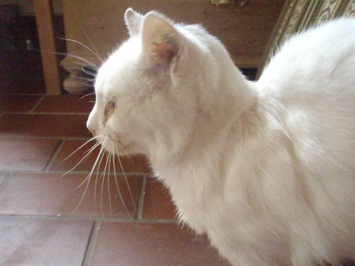 Blanding af racer Sebastian billede 13