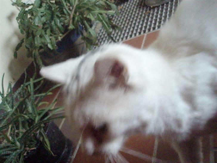 Blanding af racer Sebastian billede 14