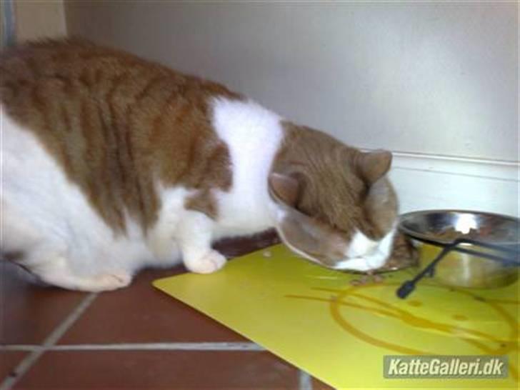 Huskat Carla død :( billede 1