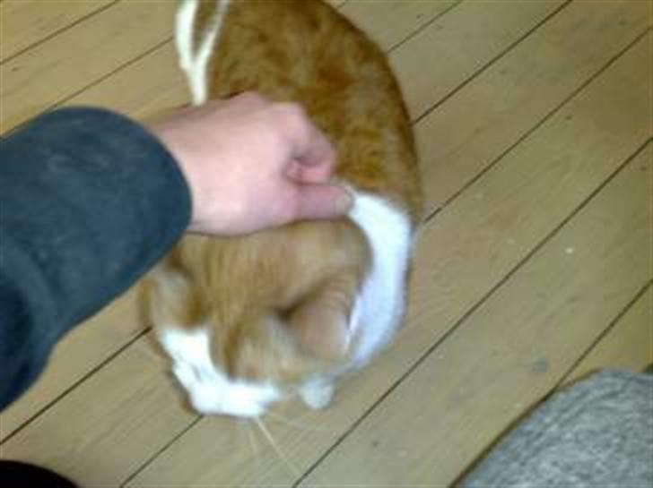 Huskat Carla død :( billede 2