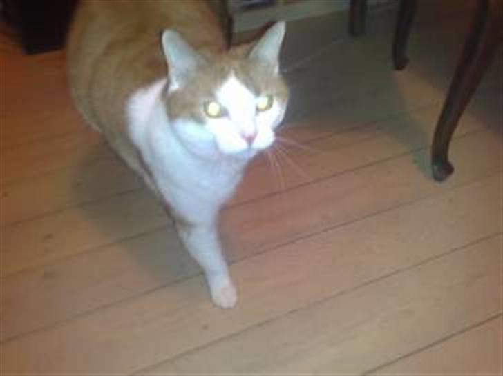 Huskat Carla død :( billede 3