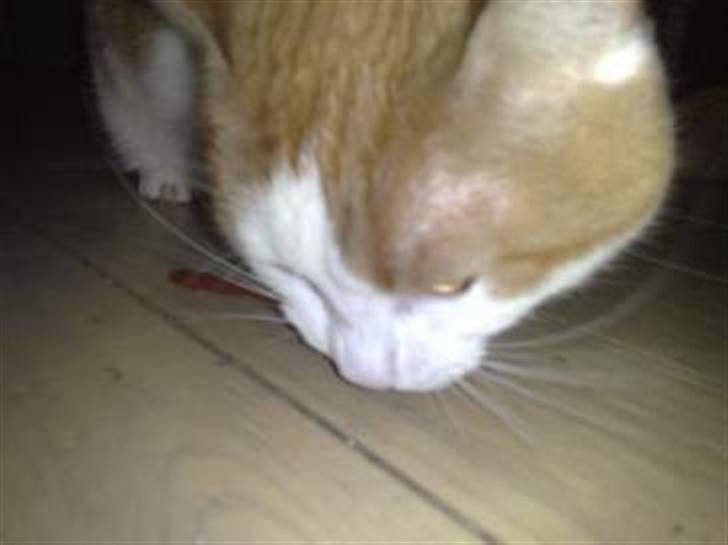 Huskat Carla død :( billede 4