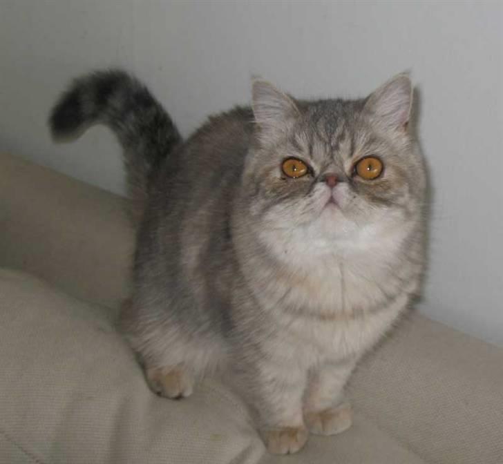 Exotic Fie-pige billede 1