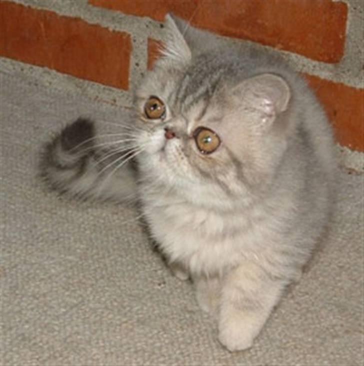 Exotic Fie-pige billede 2