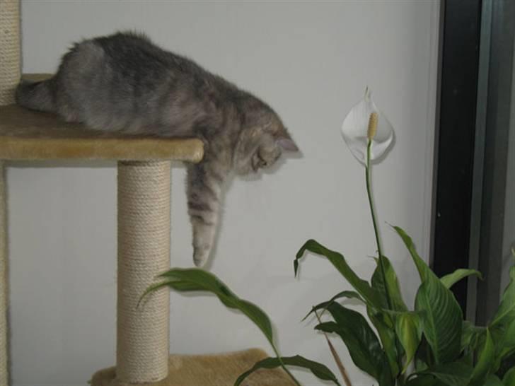 Exotic Fie-pige billede 3