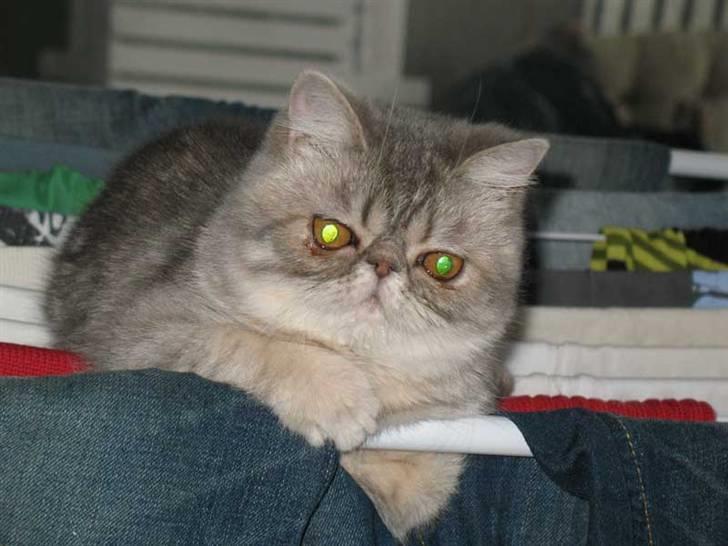 Exotic Fie-pige billede 4