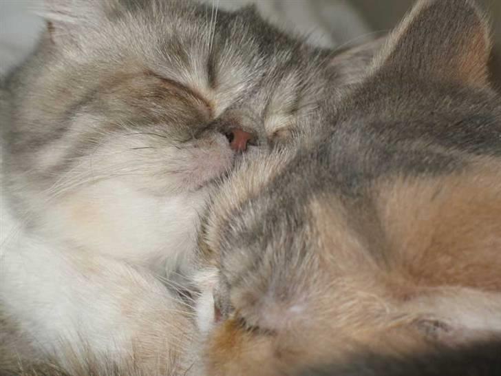 Exotic Fie-pige billede 5