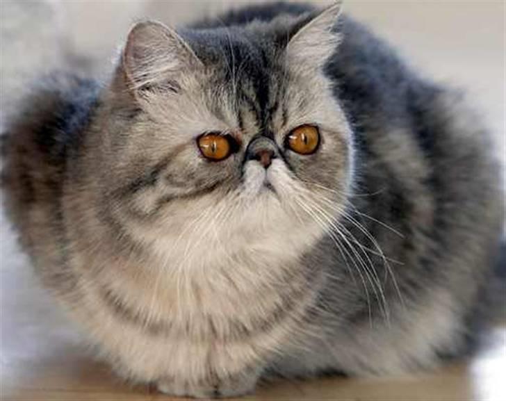 Exotic Fie-pige billede 6